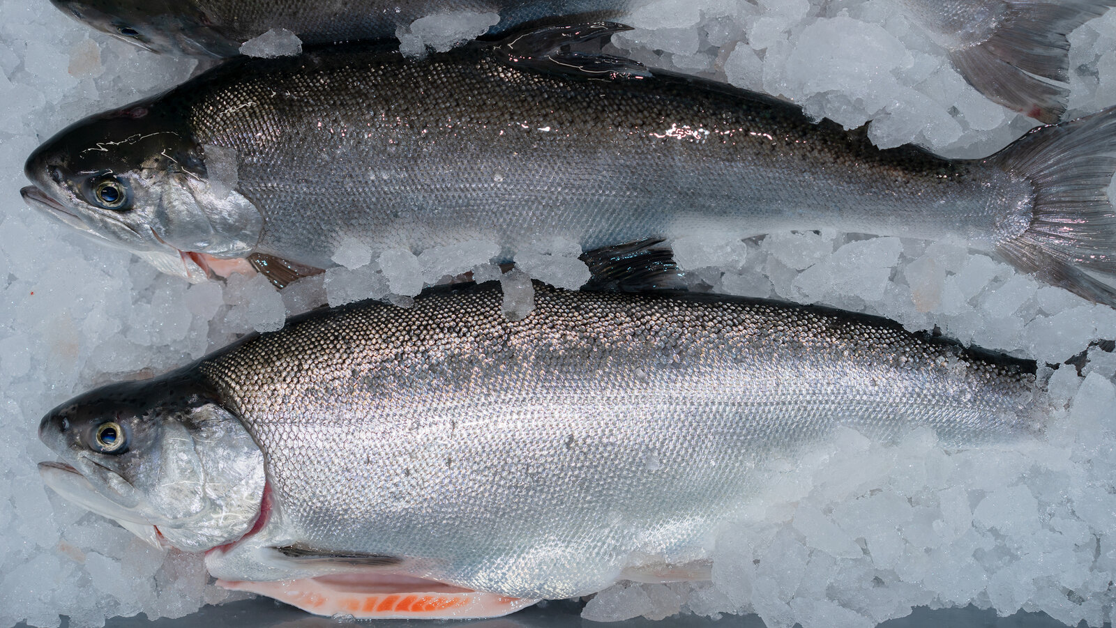 Why Is Salmon So Expensive: Exploring Factors Behind the Cost of Salmon