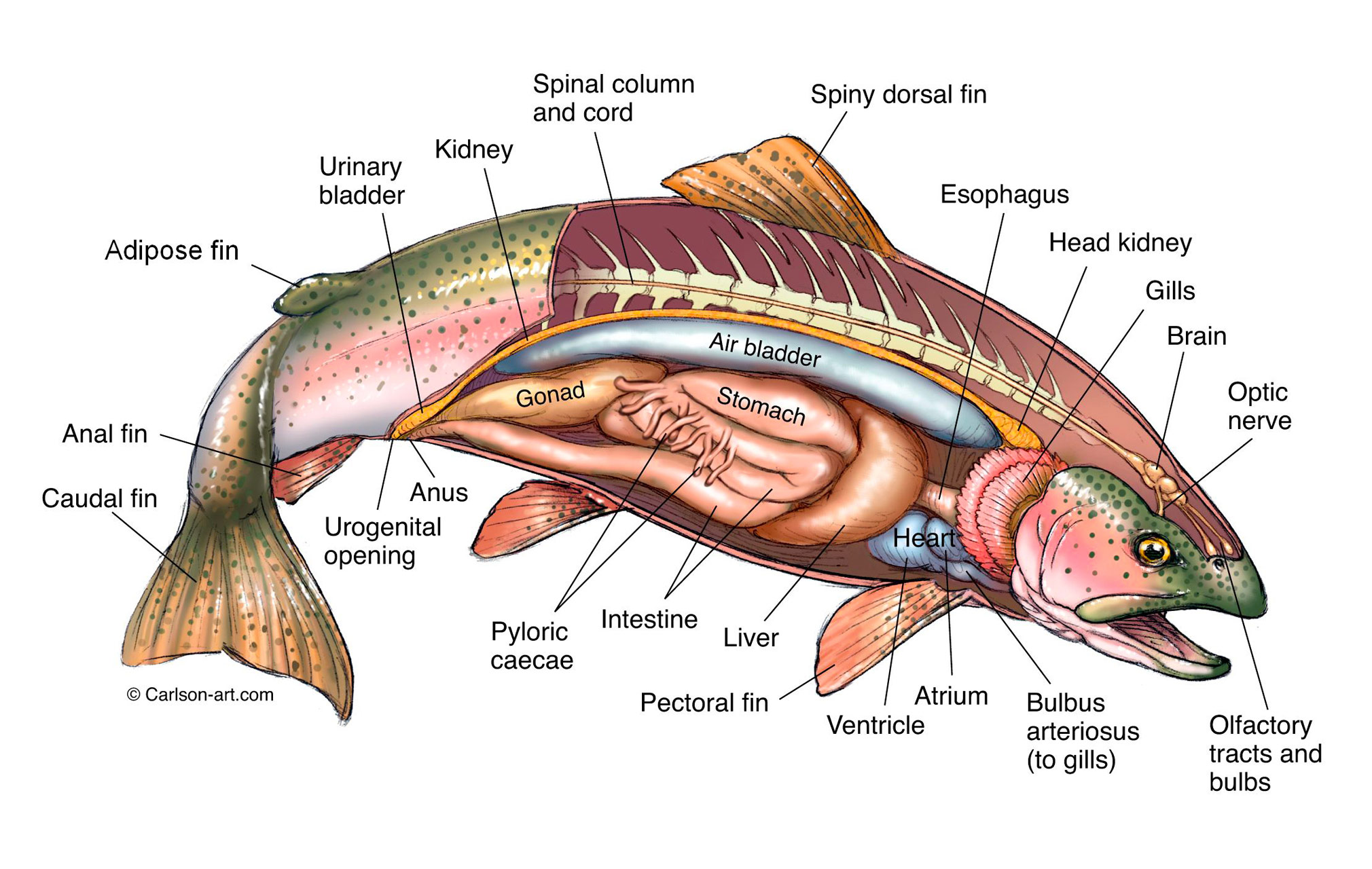 Does Salmon Have Fins and Scales: Understanding the Anatomy of Salmon