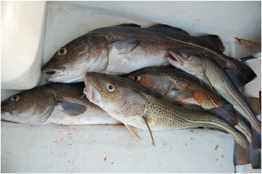 Does Cod Have Scales: Examining the Physical Characteristics of Cod