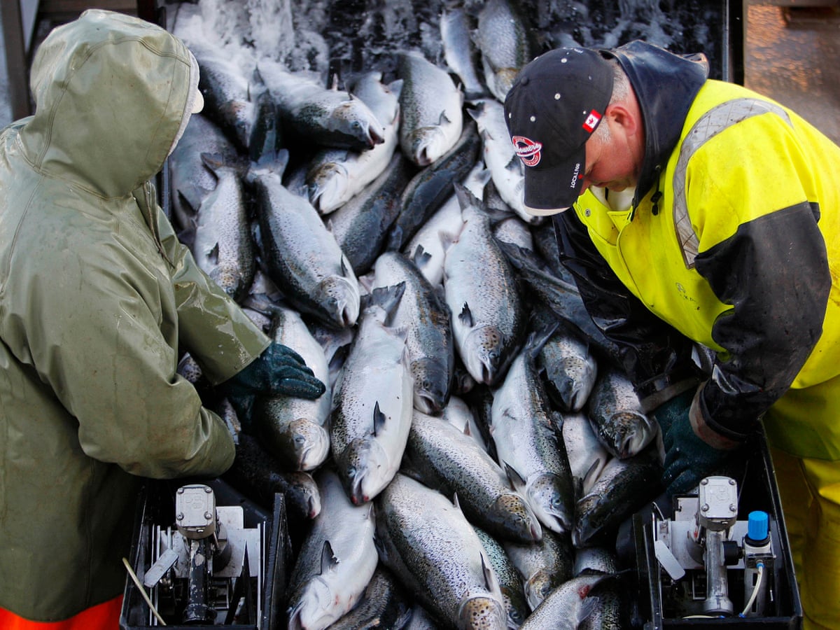 Why Is Salmon So Expensive: Exploring Factors Behind the Cost of Salmon