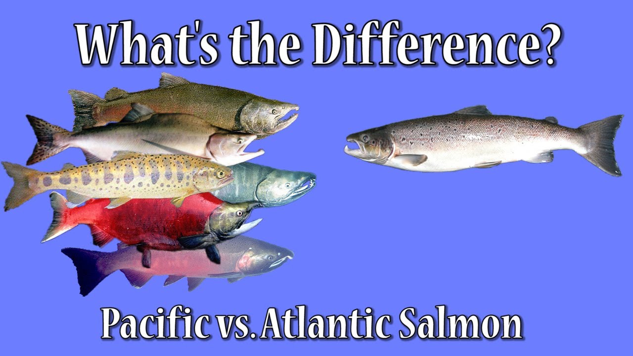 Atlantic Salmon vs Pacific Salmon: Regional Variations in Salmon Species