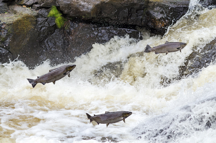 Salmon Days 2023: Celebrating the Annual Salmon Festival