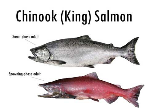 Species of Salmon in Alaska: Discovering the Diverse Salmon Population of Alaska