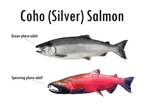 Coho vs Sockeye: Comparing Different Varieties of Salmon