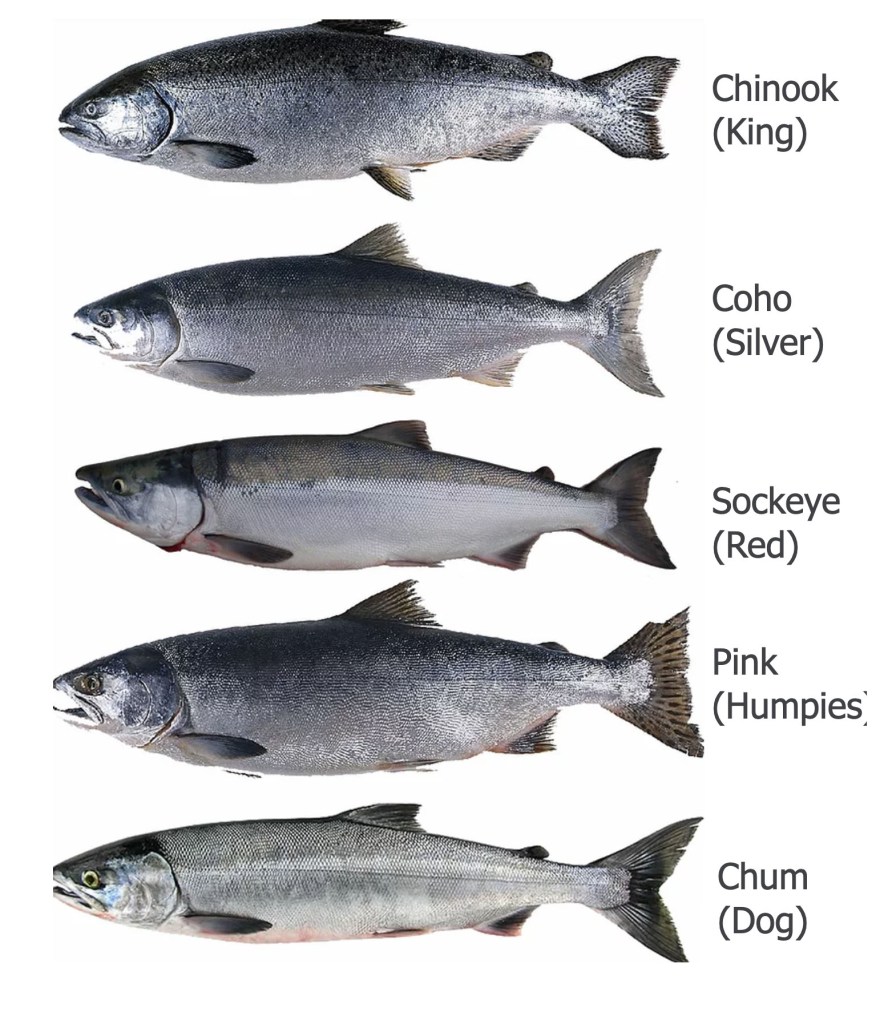 Species of Salmon in Alaska: Discovering the Diverse Salmon Population of Alaska