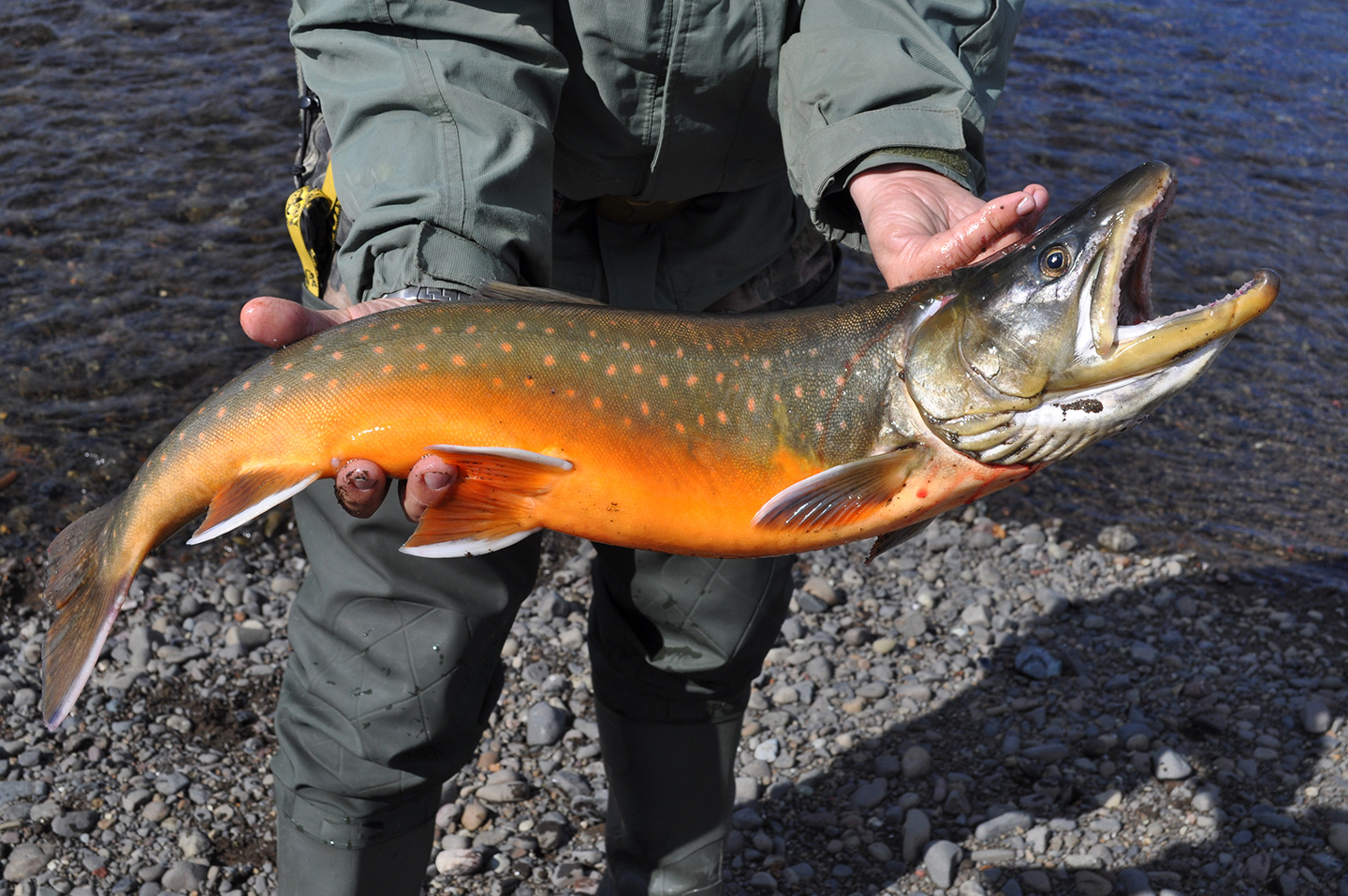 Arctic Char vs Salmon: Contrasting Two Cold-Water Fish Varieties