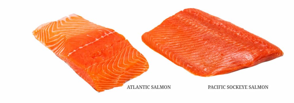 Atlantic Salmon vs Pacific Salmon: Regional Variations in Salmon Species