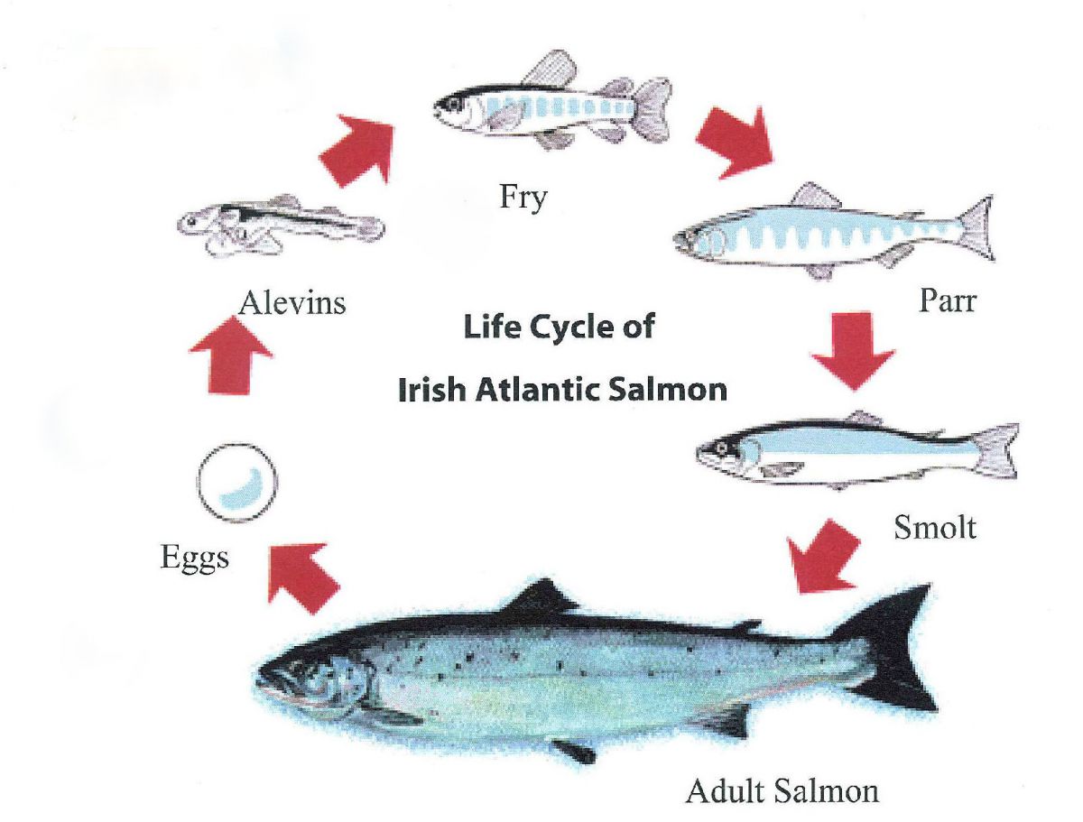 What Do Salmons Eat: Unveiling the Dietary Habits of Salmon