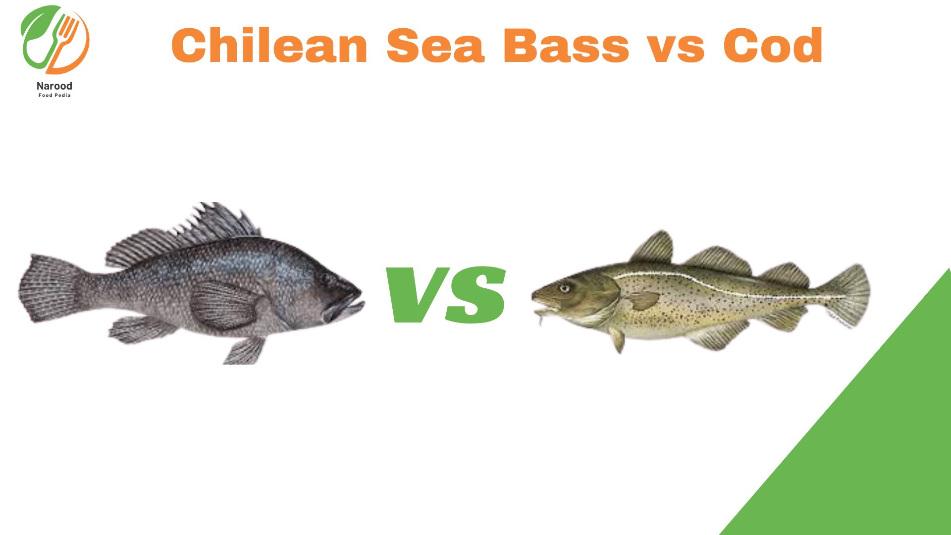 Cod vs Sea Bass: Contrasting Two Popular Fish Varieties