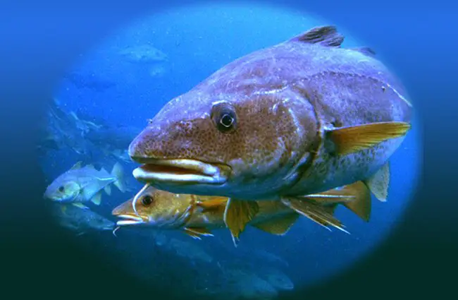 Is Cod Freshwater or Saltwater: Cod Habitat Exploration