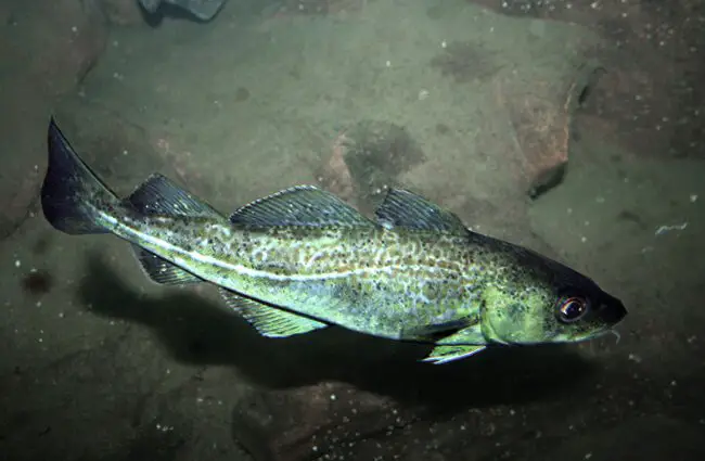 Is Cod Freshwater or Saltwater: Cod Habitat Exploration