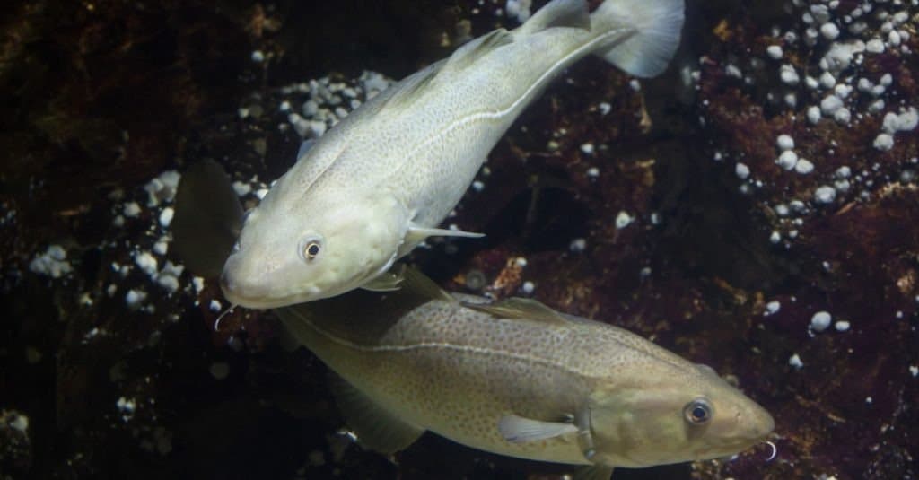 Is Cod Freshwater or Saltwater: Cod Habitat Exploration