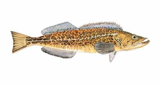 Different Types of Cod: Exploring Varieties of Cod Fish