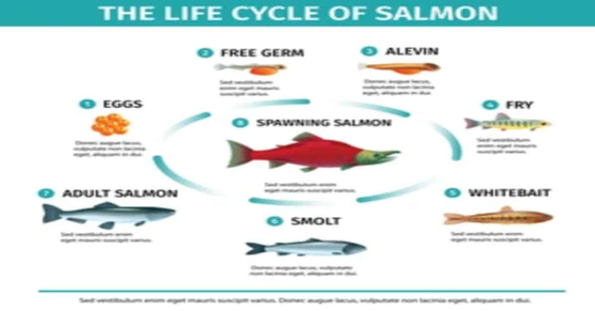 How Long Does Salmon Last: Understanding the Shelf Life of Salmon