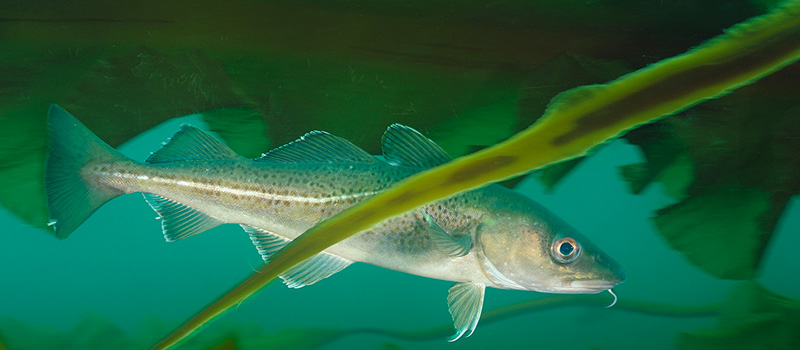 Is Cod Freshwater or Saltwater: Cod Habitat Exploration