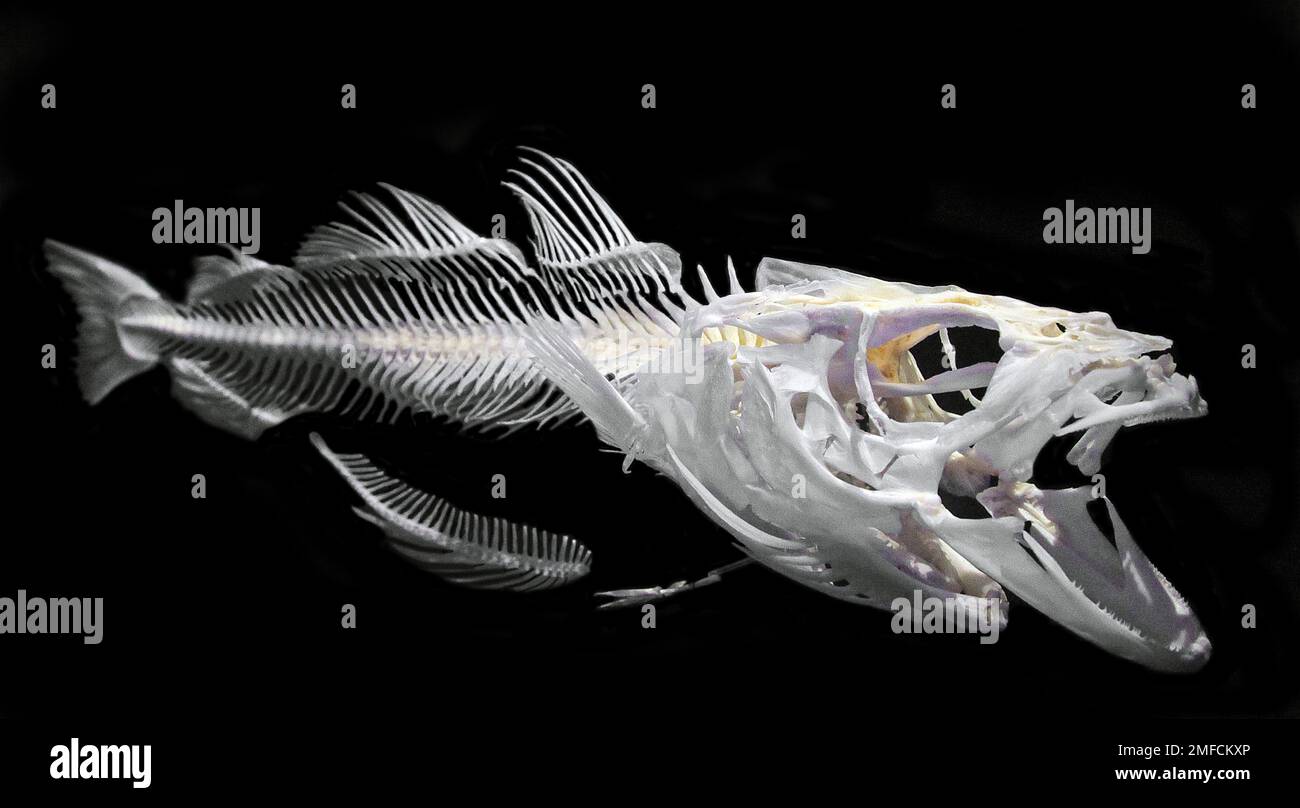 Does Cod Have Bones: Exploring the Bone Structure of Cod