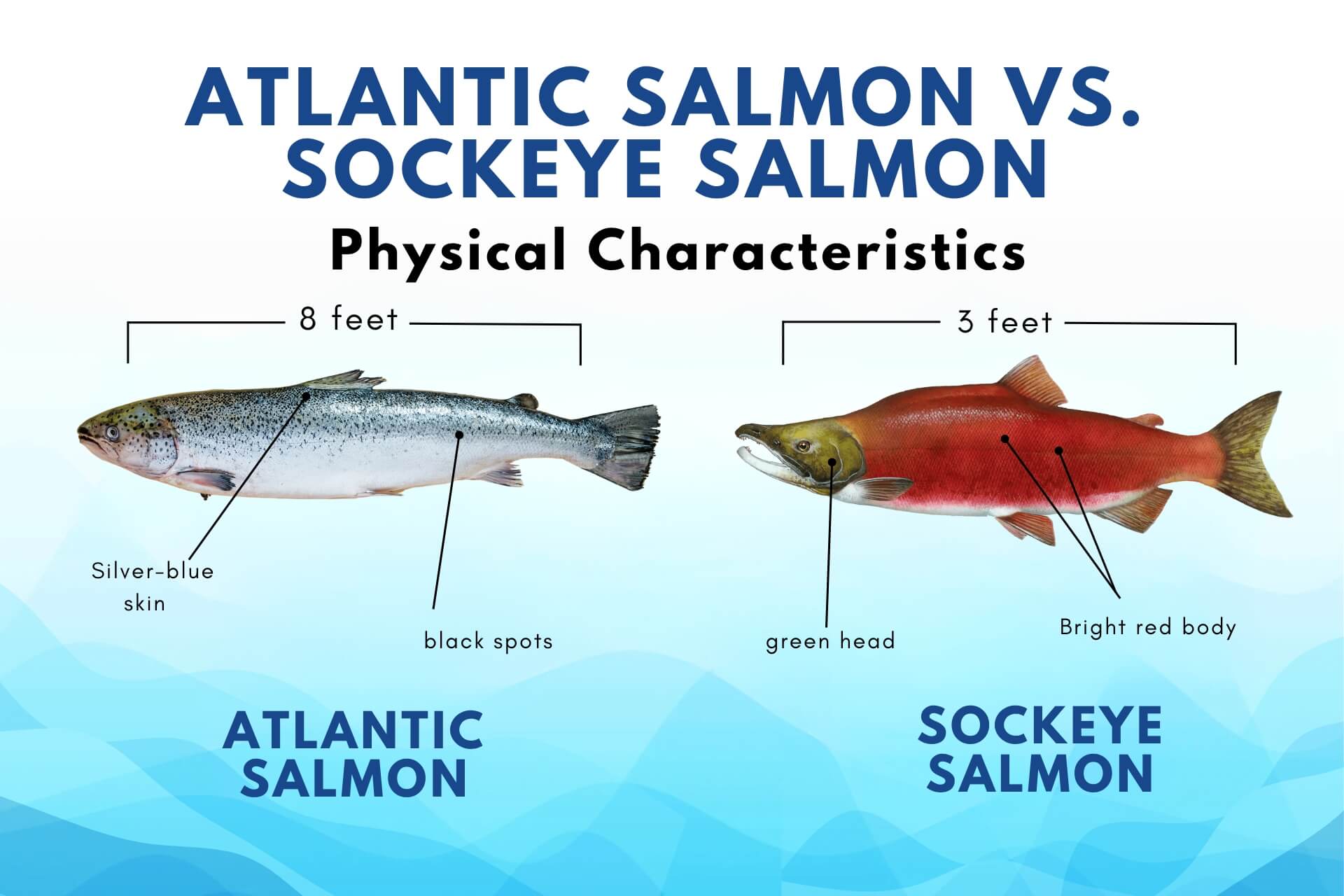 Atlantic Salmon vs Pacific Salmon: Regional Variations in Salmon Species