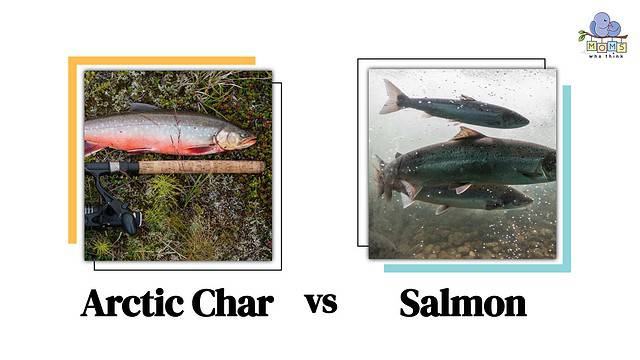 Coho vs Sockeye: Comparing Different Varieties of Salmon