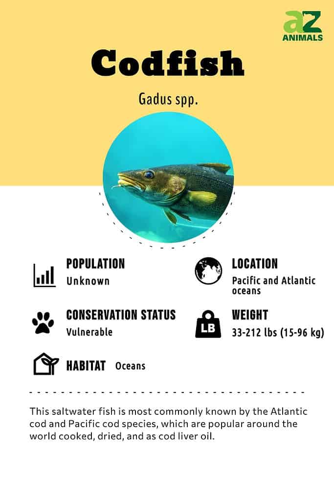 Is Cod Freshwater or Saltwater: Cod Habitat Exploration