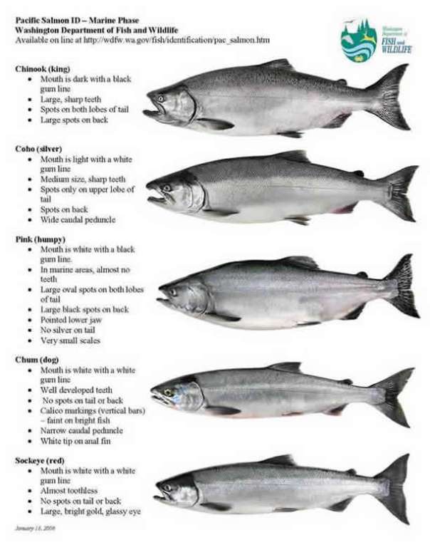 Coho vs Sockeye: Comparing Different Varieties of Salmon