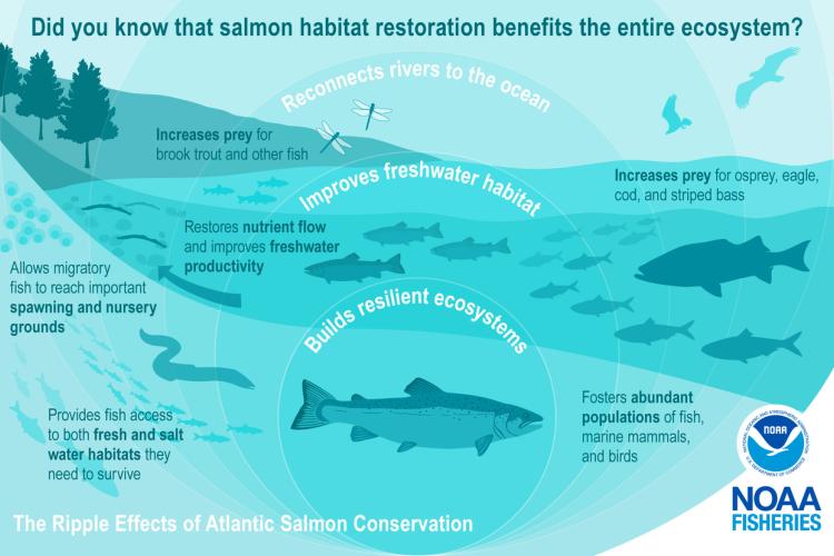 What Do Salmons Eat: Unveiling the Dietary Habits of Salmon