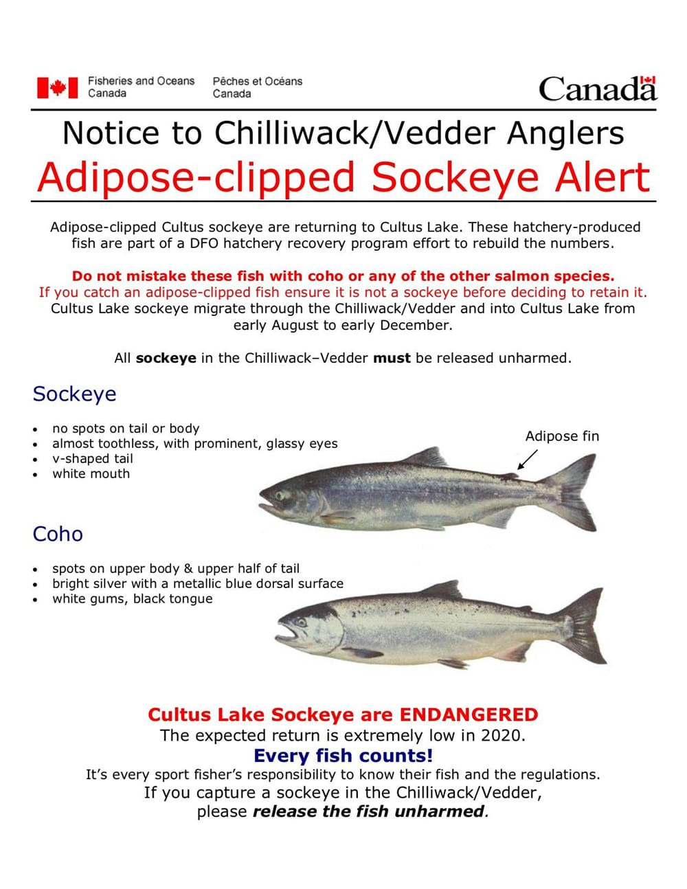 Coho vs Sockeye: Comparing Different Varieties of Salmon