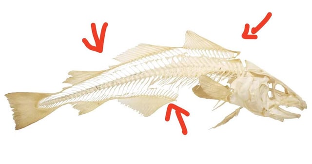 Does Cod Have Bones: Exploring the Bone Structure of Cod